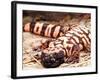 Gila Monster, Native to Southwestern USA-David Northcott-Framed Photographic Print