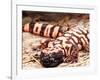 Gila Monster, Native to Southwestern USA-David Northcott-Framed Photographic Print