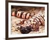 Gila Monster, Native to Southwestern USA-David Northcott-Framed Photographic Print