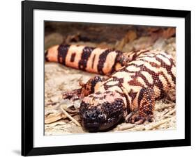 Gila Monster, Native to Southwestern USA-David Northcott-Framed Photographic Print