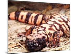 Gila Monster, Native to Southwestern USA-David Northcott-Mounted Photographic Print