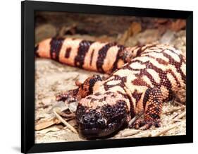 Gila Monster, Native to Southwestern USA-David Northcott-Framed Photographic Print