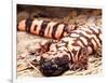 Gila Monster, Native to Southwestern USA-David Northcott-Framed Photographic Print