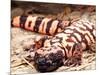 Gila Monster, Native to Southwestern USA-David Northcott-Mounted Photographic Print