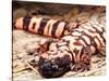 Gila Monster, Native to Southwestern USA-David Northcott-Stretched Canvas