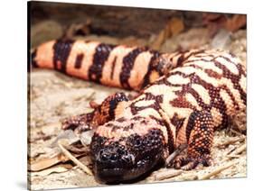 Gila Monster, Native to Southwestern USA-David Northcott-Stretched Canvas