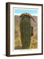 Gila Monsters on Barrel Cactus-null-Framed Art Print