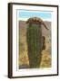 Gila Monsters on Barrel Cactus-null-Framed Art Print