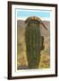 Gila Monsters on Barrel Cactus-null-Framed Art Print