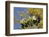 Gila woodpecker feeding on Saguaro blossom nectar, Arizona-John Cancalosi-Framed Photographic Print