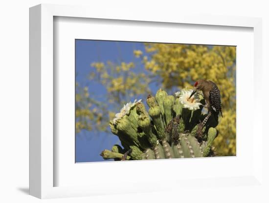 Gila woodpecker feeding on Saguaro blossom nectar, Arizona-John Cancalosi-Framed Photographic Print