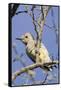 Gila Woodpecker-Hal Beral-Framed Stretched Canvas