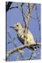 Gila Woodpecker-Hal Beral-Stretched Canvas