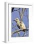Gila Woodpecker-Hal Beral-Framed Photographic Print