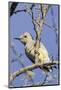 Gila Woodpecker-Hal Beral-Mounted Photographic Print