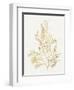 Gilded Algae VIII-Jennifer Goldberger-Framed Art Print