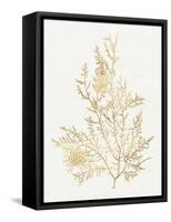 Gilded Algae VIII-Jennifer Goldberger-Framed Stretched Canvas