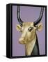 Gilded and Stuccoed Wooden Head of the Sacred Cow, Thebes, Egypt-Robert Harding-Framed Stretched Canvas