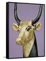 Gilded and Stuccoed Wooden Head of the Sacred Cow, Thebes, Egypt-Robert Harding-Framed Stretched Canvas