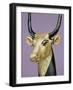 Gilded and Stuccoed Wooden Head of the Sacred Cow, Thebes, Egypt-Robert Harding-Framed Photographic Print