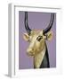 Gilded and Stuccoed Wooden Head of the Sacred Cow, Thebes, Egypt-Robert Harding-Framed Photographic Print