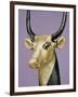 Gilded and Stuccoed Wooden Head of the Sacred Cow, Thebes, Egypt-Robert Harding-Framed Photographic Print