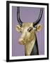 Gilded and Stuccoed Wooden Head of the Sacred Cow, Thebes, Egypt-Robert Harding-Framed Photographic Print