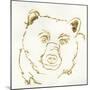 Gilded Black Bear-Chris Paschke-Mounted Art Print