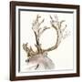 Gilded Caribou II-Chris Paschke-Framed Art Print