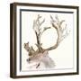 Gilded Caribou II-Chris Paschke-Framed Art Print