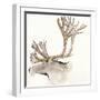 Gilded Caribou-Chris Paschke-Framed Art Print