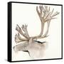Gilded Caribou-Chris Paschke-Framed Stretched Canvas