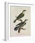 Gilded Cuckoo, Male and Female (Cuculus)-null-Framed Giclee Print