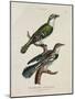 Gilded Cuckoo, Male and Female (Cuculus)-null-Mounted Giclee Print