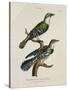 Gilded Cuckoo, Male and Female (Cuculus)-null-Stretched Canvas