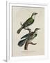 Gilded Cuckoo, Male and Female (Cuculus)-null-Framed Giclee Print