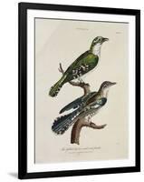 Gilded Cuckoo, Male and Female (Cuculus)-null-Framed Giclee Print