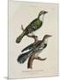 Gilded Cuckoo, Male and Female (Cuculus)-null-Mounted Giclee Print