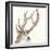 Gilded Deer-Chris Paschke-Framed Art Print