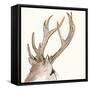 Gilded Deer-Chris Paschke-Framed Stretched Canvas