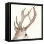 Gilded Deer-Chris Paschke-Framed Stretched Canvas