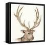 Gilded Elk-Chris Paschke-Framed Stretched Canvas