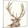 Gilded Elk-Chris Paschke-Mounted Art Print