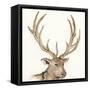 Gilded Elk-Chris Paschke-Framed Stretched Canvas