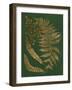 Gilded Ferns I-Vision Studio-Framed Art Print