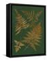 Gilded Ferns II-Vision Studio-Framed Stretched Canvas