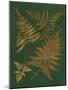 Gilded Ferns II-Vision Studio-Mounted Art Print