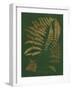 Gilded Ferns III-Vision Studio-Framed Art Print