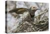 Gilded Flicker-Hal Beral-Stretched Canvas