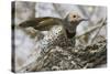 Gilded Flicker-Hal Beral-Stretched Canvas